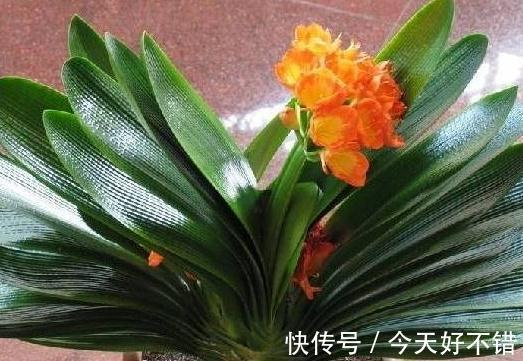 君子兰容易死,不开花,只需做对5件事,叶片翠绿开花也旺