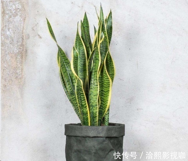 几种花最适合懒人养,勤快人养不过三个月就死!