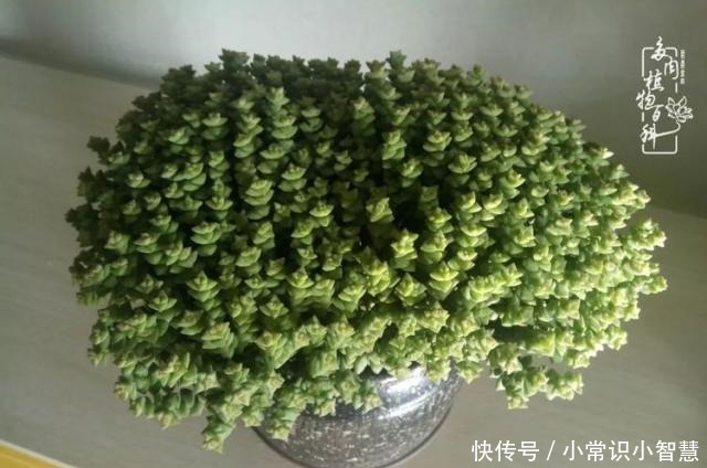 我是多肉飘窗党,我来晚了!我是多肉飘窗党,我来晚了!