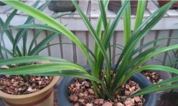 兰花空根难养活，养兰注意3个方面，兰花空根及时发现，养护更轻松