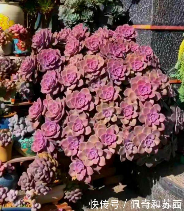 12种值得珍藏的多肉 越老越美丽 养成老桩才值钱 粉紫色 12种值得珍藏的多肉 越老越美丽 养成老桩才值钱 粉紫色