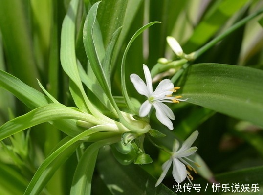 这些花真好养,光浇水就能爆盆,天天浇水,天天开爆盆