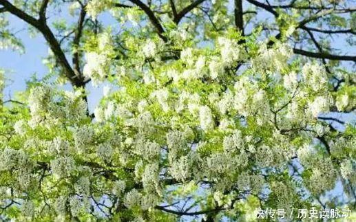  家养几种花卉，阳台开出花海，花色繁多易爆盆，娇艳欲滴