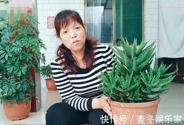 花友们|不会给长刺的芦荟换盆,花姐用这个工具来教你,放上沙土换好芦荟