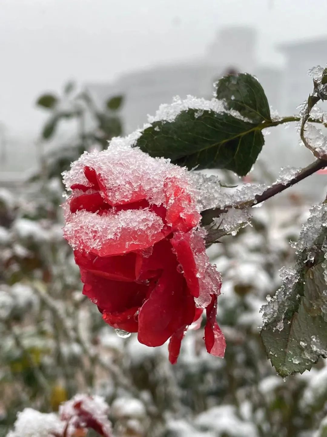 停运|如约而至！山东今冬第一场雪发货了！