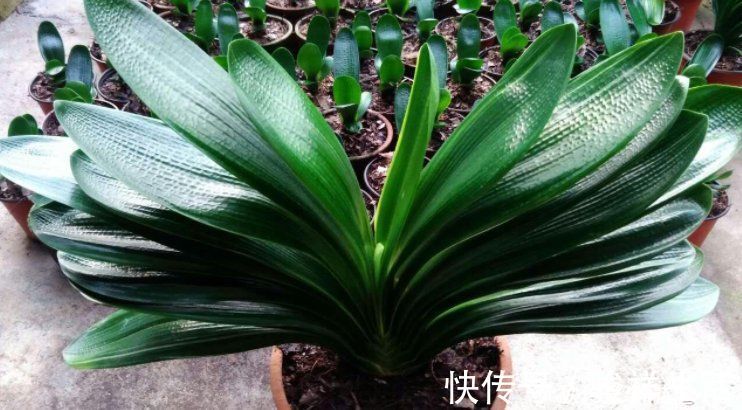 君子兰|想君子兰叶子长得好,施肥是关键,在它生长季节,要补充这两种肥