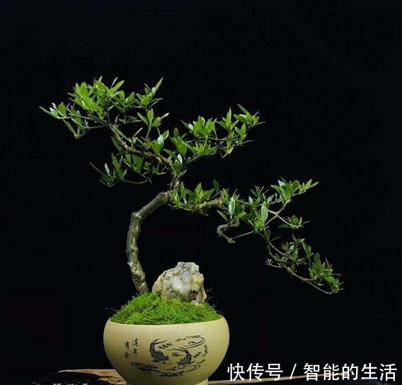 令人惊艳的国内花艺师盆景作品，平时很难见到，值得收藏与分享！