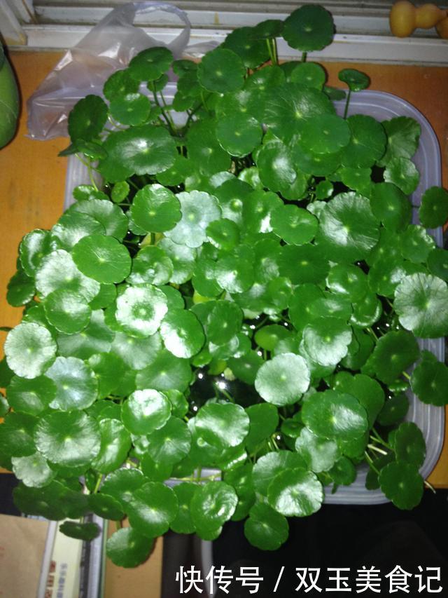 日子|4种“招财花”，家里各养1盆，旺运又招财，日子越过越好