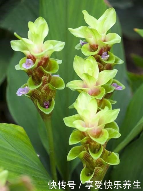 就是一块“姜”，生根发芽却开出了花，太像“荷花”了！