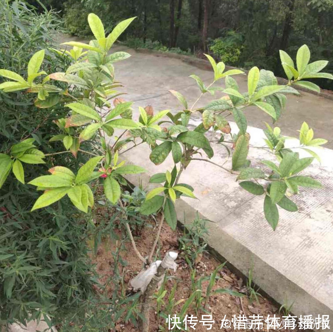 9个开花劳模，施肥不能停，不然越养越差劲