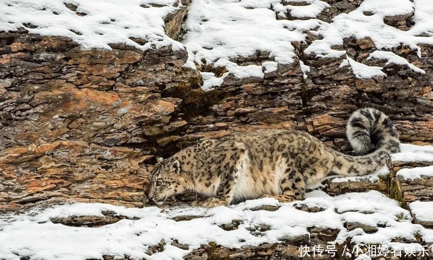 邂逅雪豹求偶季节,追寻青藏高原冰雪中的精灵