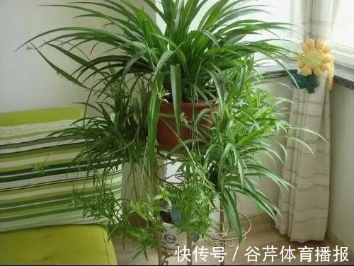 家有老人小孩,就养6种绿植,健康长寿好处很大