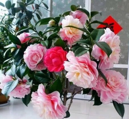 花色艳、花量大的“4种花”,全年花开不停,开爆阳台变花园!