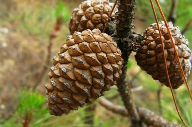 养多肉、蟹爪兰、君子兰,用它就能根固叶茂,远离烂根困扰