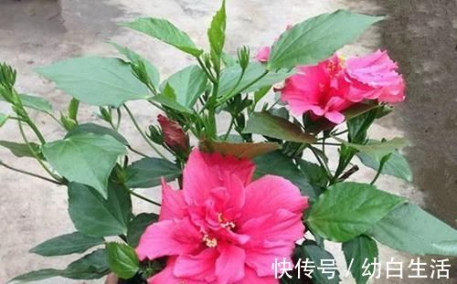 扶桑花|不能错过世上开花时间最长的四种花卉,一年四季天天能赏花