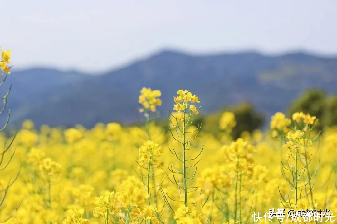 22℃的成都 7个油菜花地点 就近选择