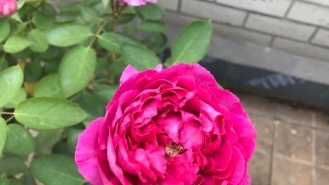 月季想要养不弱这样去养护,月季枝干越养越壮,开花强