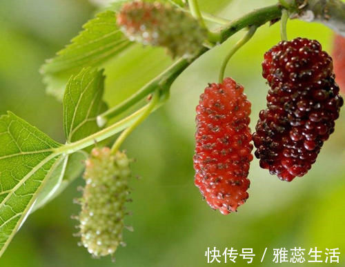 芹菜|想长寿要多吃三种食物,排毒养颜、延缓衰老,好处多多