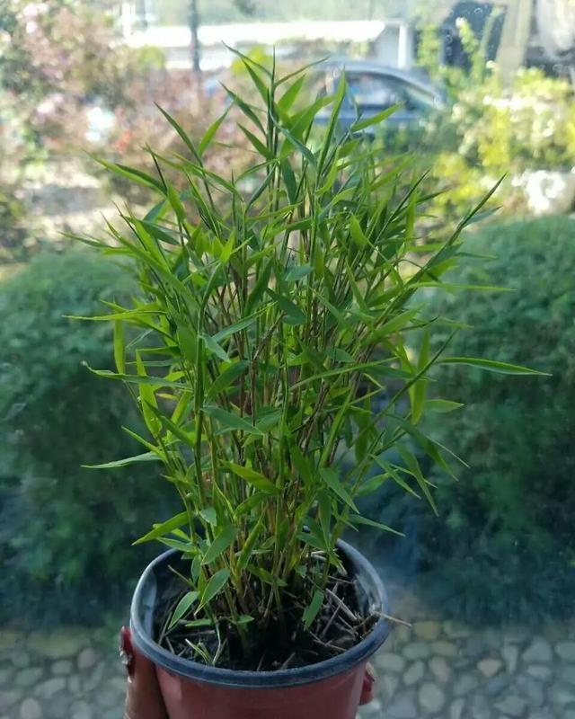 叶子|家庭盆栽里的“小精灵”,叶子翠绿,生机勃勃