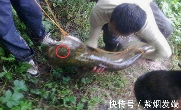 农村大叔去河边钓鱼发现“无齿”大鱼,一看才知道自己发大财了