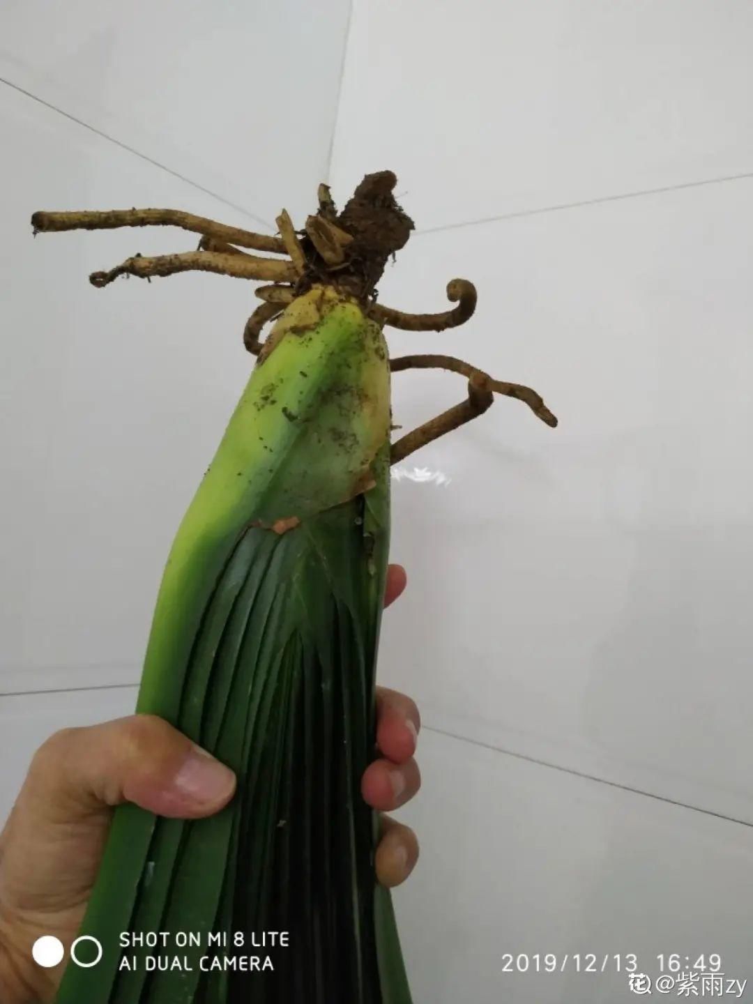 买的花总不活,秘密全在花盆里,搬起来看看才知道