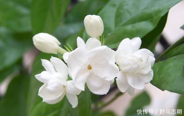 茉莉花只长叶子不开花是什么原因及解决办法