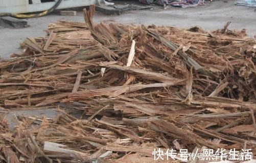 花肥|养君子兰，盆底放1把“它”，叶绿开花大，比花肥好10多倍！