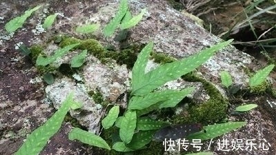金鸡脚|外形像鸡脚,嫩叶曾拿来喂猪,晒干是药,治疗感冒咳嗽有奇效!