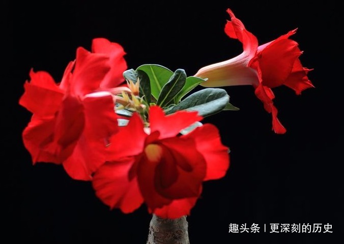 此花花色艳丽,婀娜的花姿给人以高雅秀丽的美感,寓意为至死不渝
