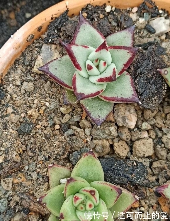 乌木|乌木养出状态,做到2点,露养,暴晒,晒上30天绿叶变黑叶