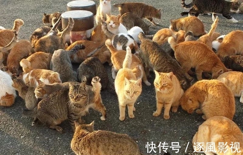 喵星人|日本怎么那么多撸猫圣地啊!