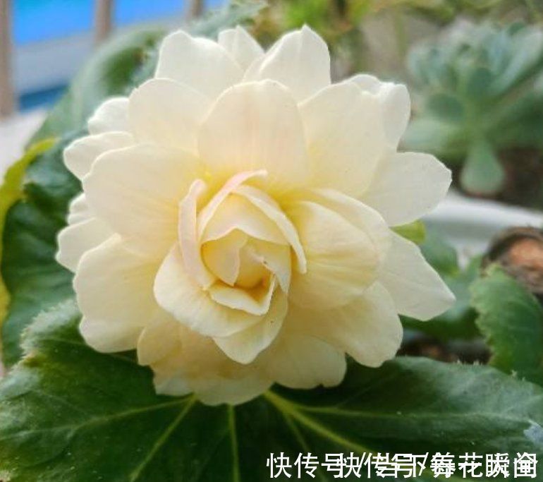 1个“洋葱球”埋土里,20天冒出“青葱芽”,一个月开花比脸大