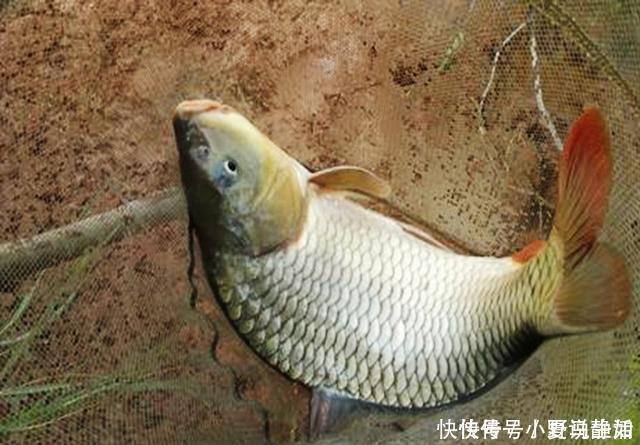 农村小伙用废旧物品,改钓具钓鱼,渔具店老板佩服得五体投地