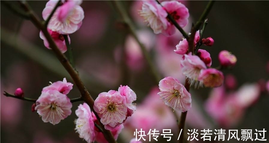 李桃&诗人郑谷一首梅花七律,芬芳盈袖,妍胜李桃,离情别绪,魂断楚桥