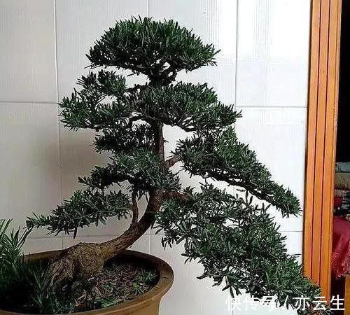 土壤|这5种绿植,养成盆景观赏价值高,注意这些技巧很快成老桩