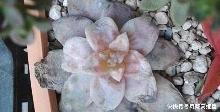 品种|你是在养多肉,不是在搞科研,低温露养要不得!