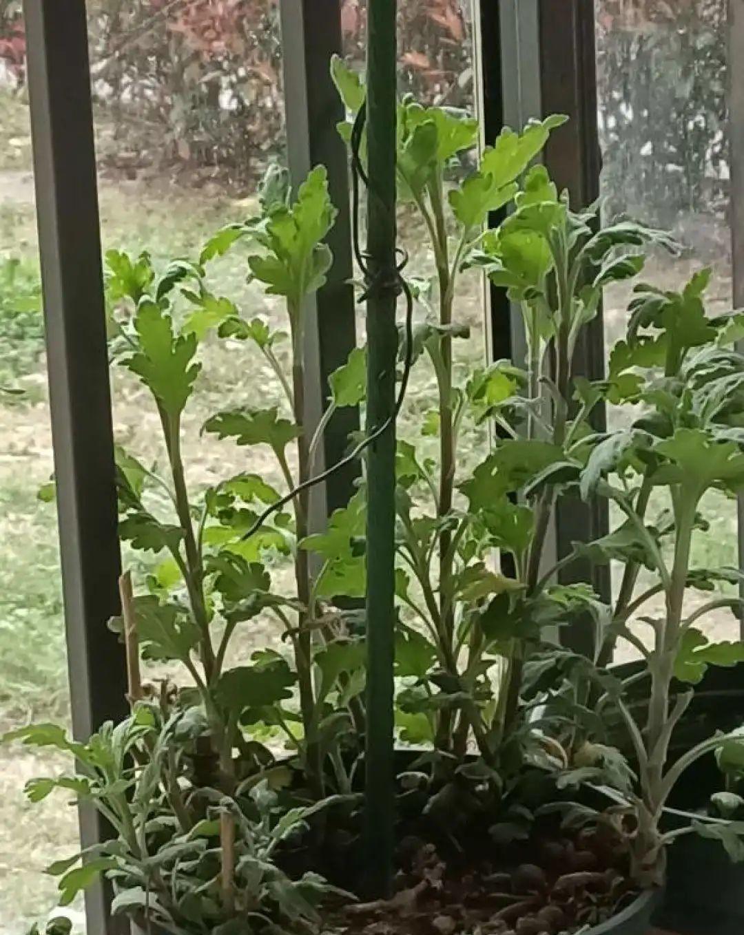 种花|8种花赶紧剃头,剃得越狠,开花越多