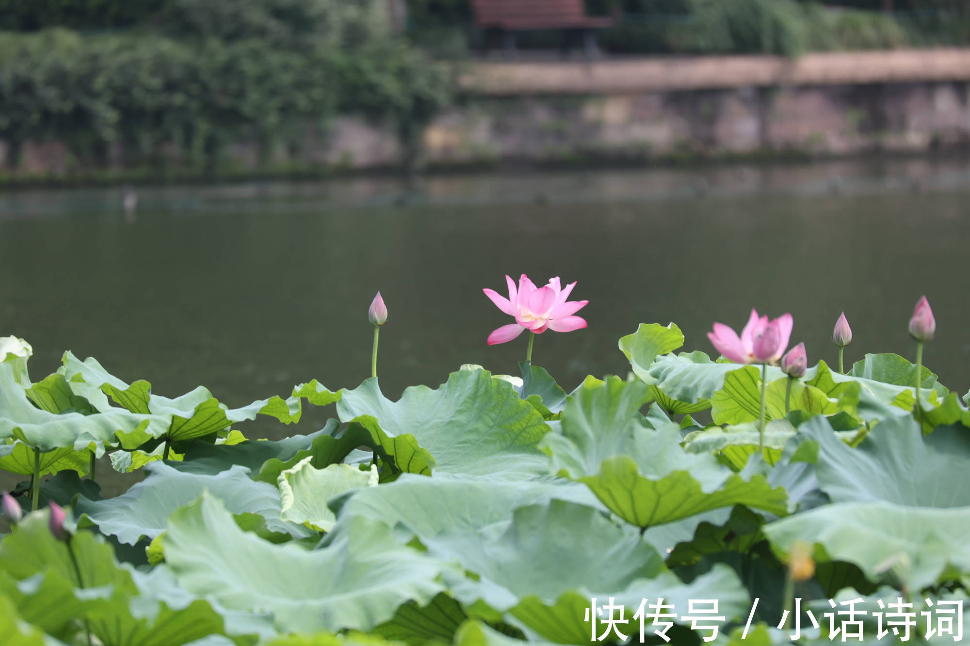 湖面@开场即巅峰,未来有可待:苏轼在杭州西湖,写下了人生的第一首词