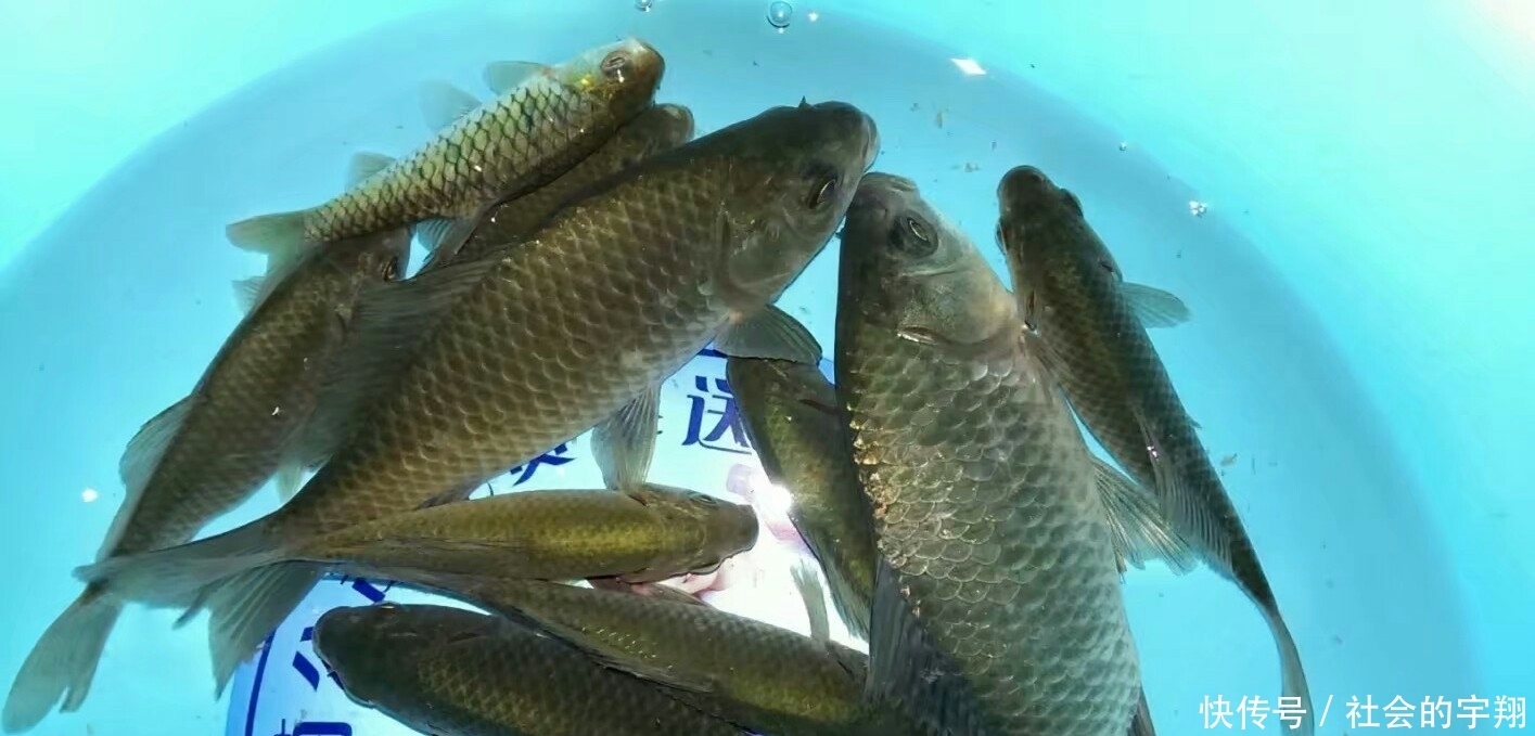 初春是钓大板鲫的“黄金季节”，找对位置用对鱼饵板鲫拉不停！