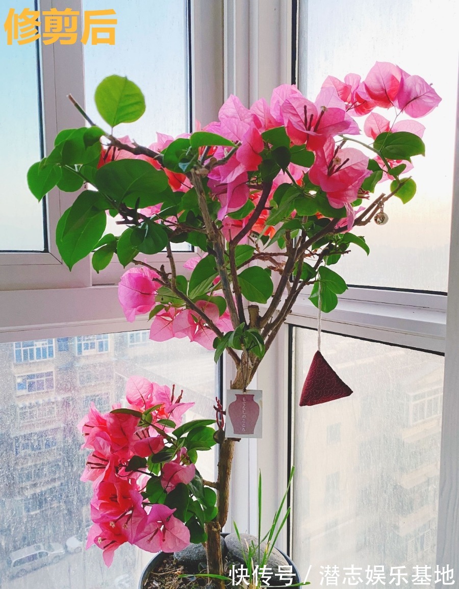 6种“漂亮花”，长了就狠剪，舍不得剪害处大，耽误一年开花量