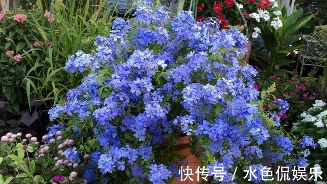 种花|找个“晾衣杆”养这6种花,顺着杆子长,不占地花朵似灯笼垂下来