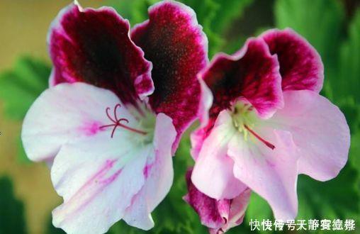 浇水|超漂亮的4种花,好养易活,30天不浇水照样生长,一年开花不断