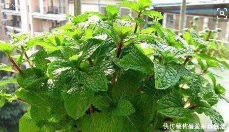 叶片|家里养盆这个花,全身上下带“香气”,能吃能泡茶,驱虫小清新!
