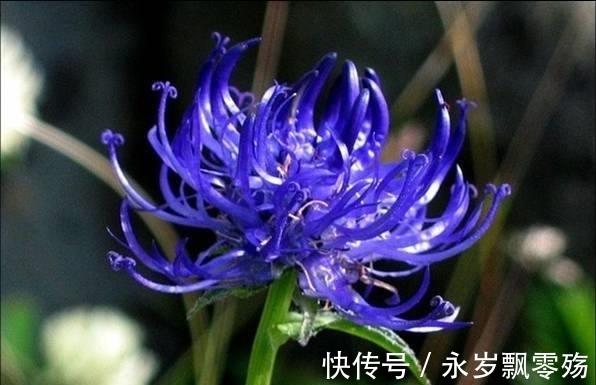 灌木|植物界的十大奇葩,你可能1种也没见过!