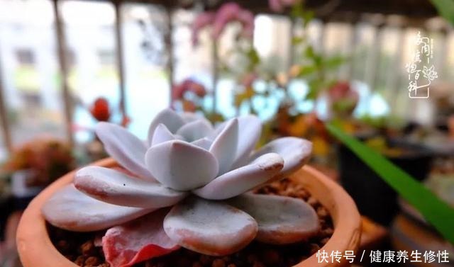 冬季，属于多肉的季节！养多肉的你喜欢冬天吗！