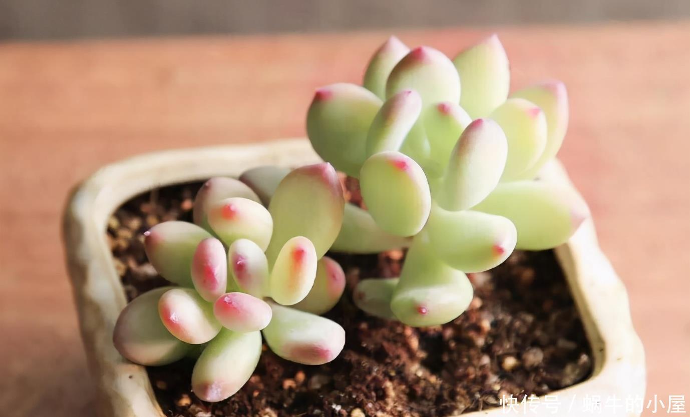 光照|养多肉安全度夏该注意的地方