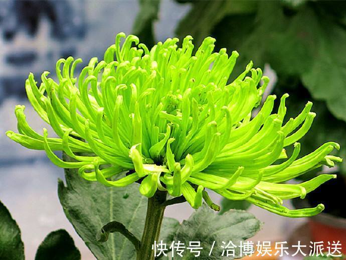 花友们|喜欢菊花,不要错过“3种”绿菊,花开如玉,晶莹碧绿,娇娆舞魅
