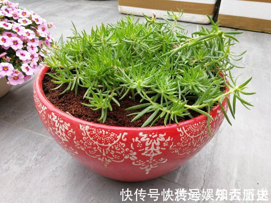 植株|4种花现在扦插，枝条扔土里“生根快”，当年开花，变成养花大户