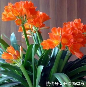 鸡蛋壳别扔了，拿来养花“作用大”，但要用对方法，好多人用错