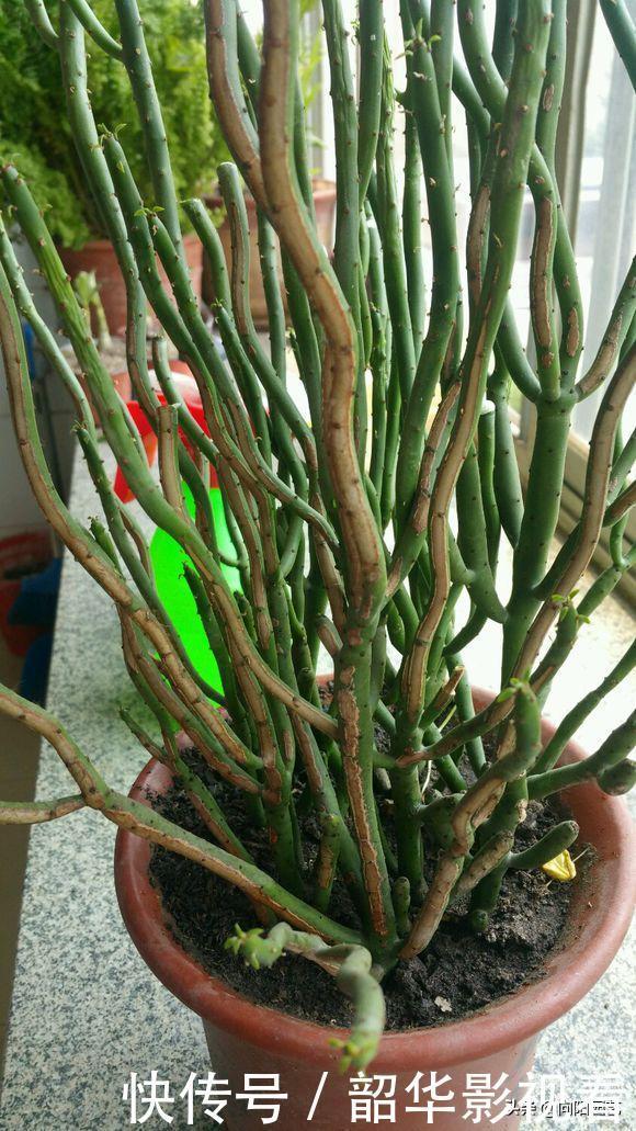 家里不能养的花,这3类绿植,白送都不要,危害巨大不建议养